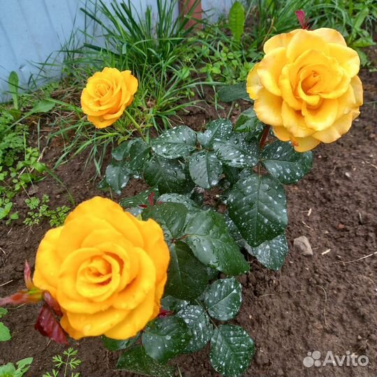 Саженцы роз