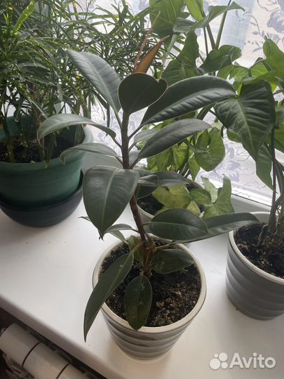 Цветы комнатные