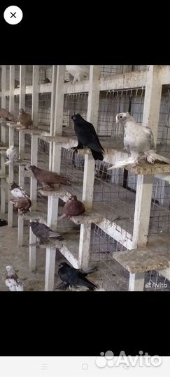 Голуби продажа бойные