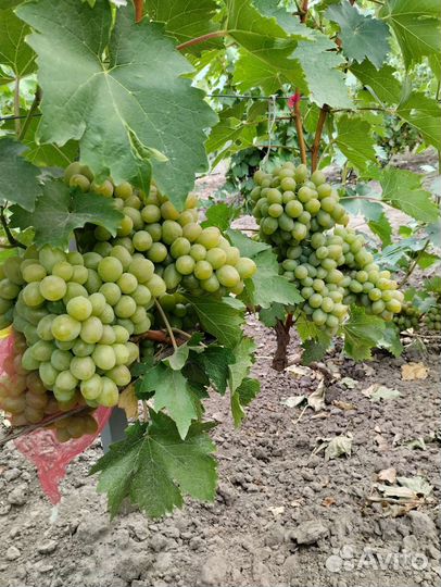 Черенки винограда