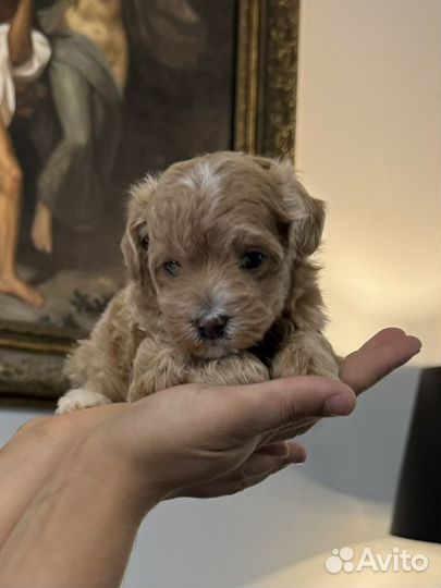 Щенки мальтипу и йоркипу мини и стандарт