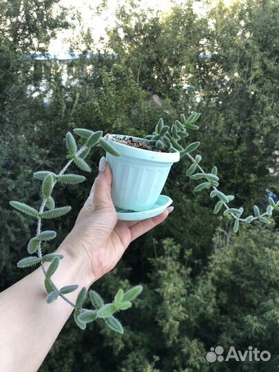 Суккуленты