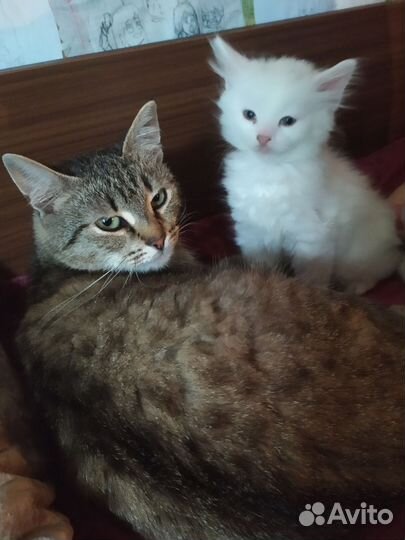 Белый котёнок мальчик