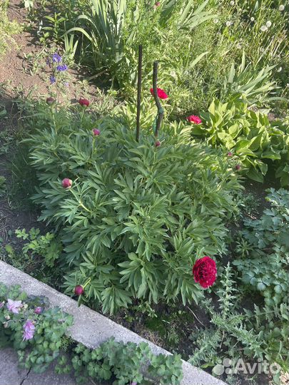 Рассада цветы и овощей