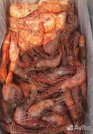 Креветка Северная