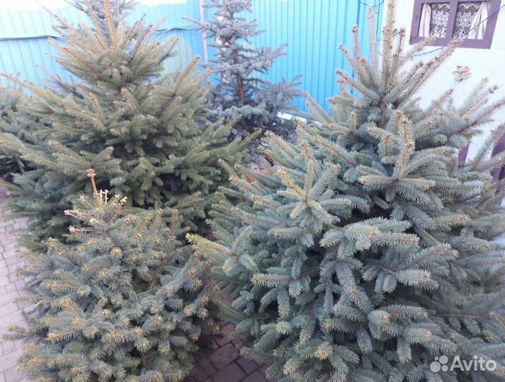 Ель премиум от 2.5м предзаказ