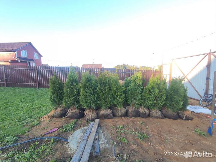 Туя смарагд