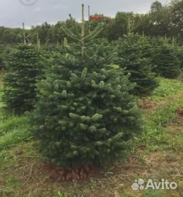 Сосна 1м - 1,5 оптом и в розницу