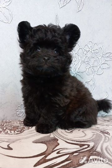 Щенок дизайнерской породы Шпицепу (Помпу)