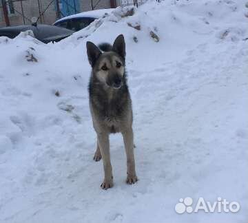 В добрые руки, охраняет