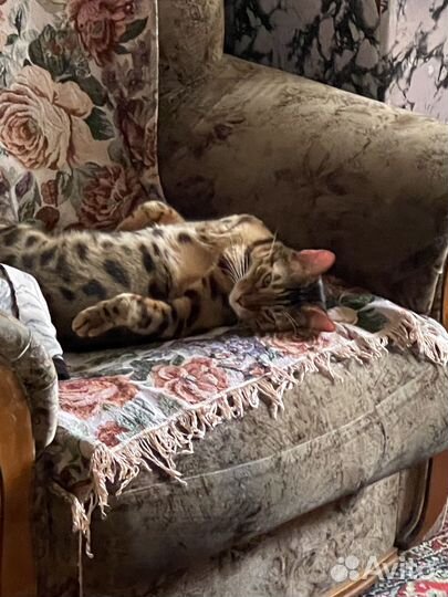 Бенгальский кот