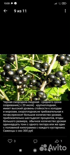 Черная смородина(красная, белая)