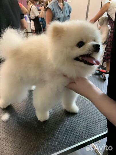 Груминг, Стрижка собак