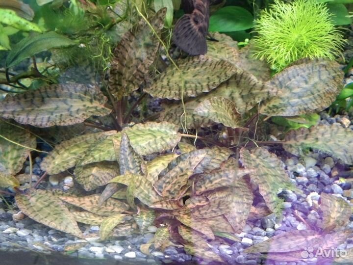 Аквариумные растения