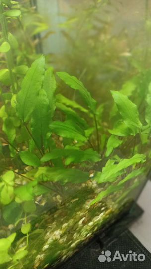 Набор растений для аквариума