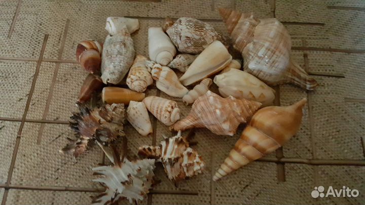 Ракушки для аквариума