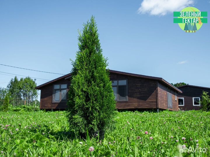 Туи смарагд 120 см свежая копка 2023