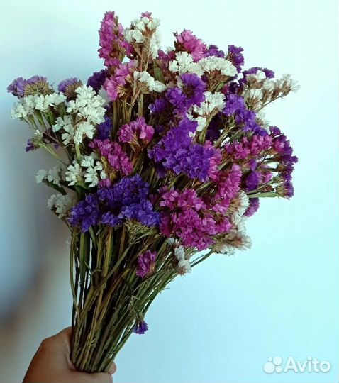 Статица сухоцвет