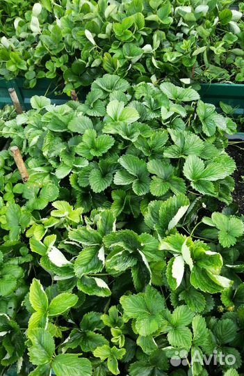 Саженцы клубники