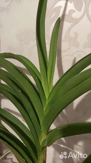 Орхидея Ванда