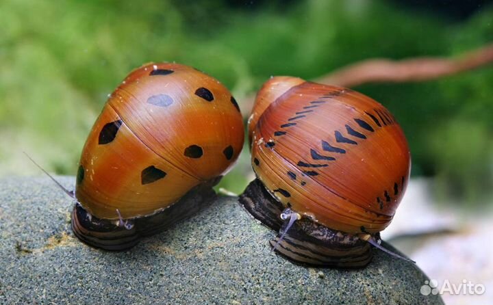 Улитка неритина красноточечная