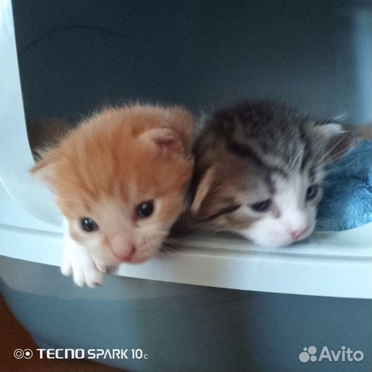 Кошка в дар бесплатно