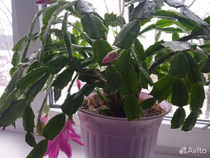 Продаю декабристы