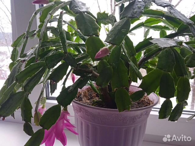 Продаю декабристы