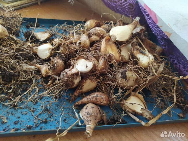 Луковицы тюльпанов