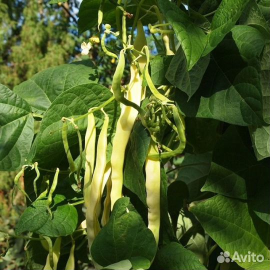 Туршевая фасоль, семена, 20 шт