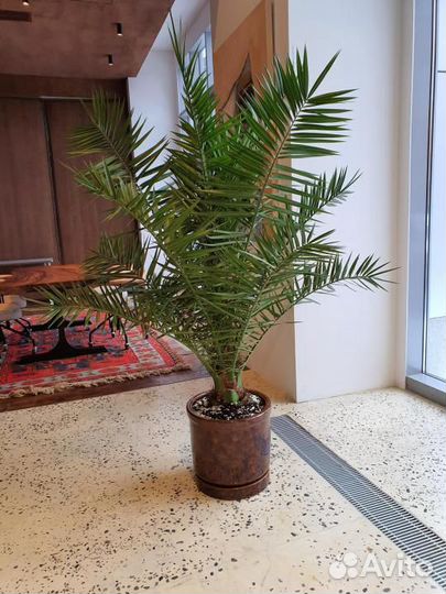 Финик канарский, семена