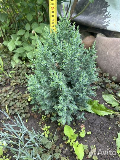 Можжевельник