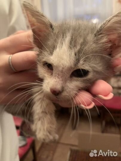 Котенок, выброшенный из машины