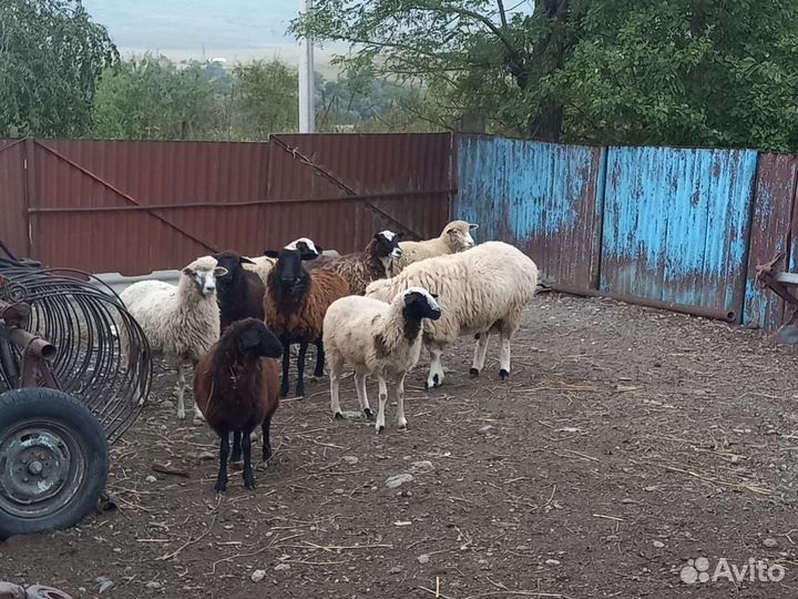 Овцы бараны