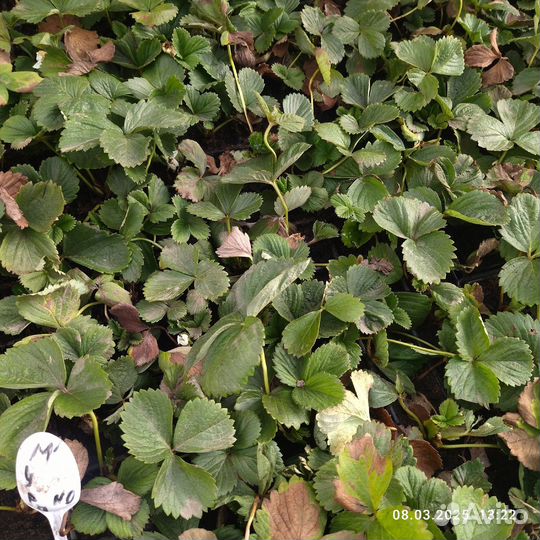 Саженцы ранних сортов земляники