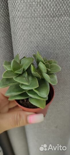 Суккуленты