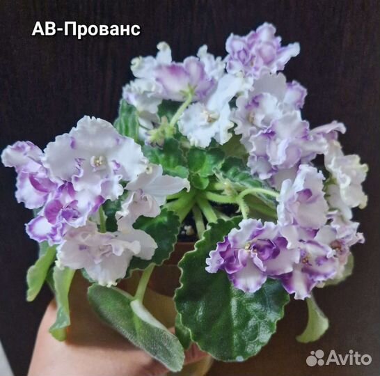 Детки сортовых фиалок (мини, трейлеры)