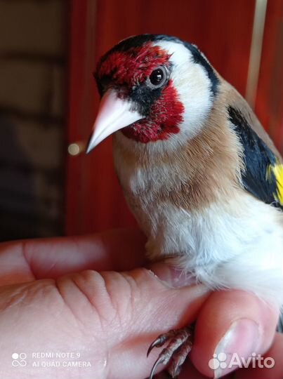 Продам щегла репела снигиря Чижа чечита