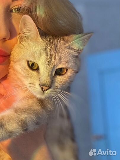 Шотландская кошка вязка