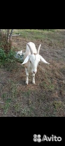 Продаю коз
