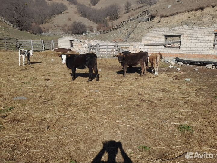 Бычок И телки