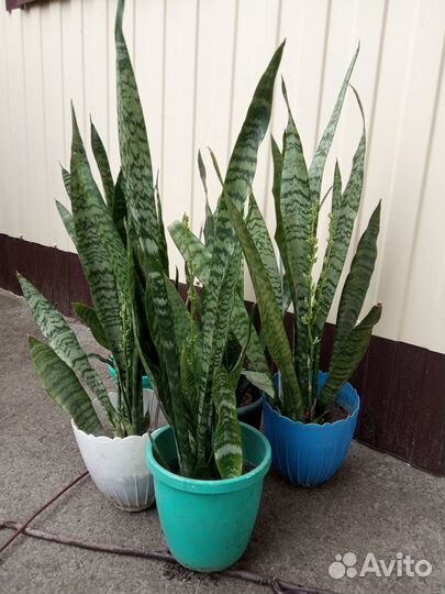 Сансевиерия