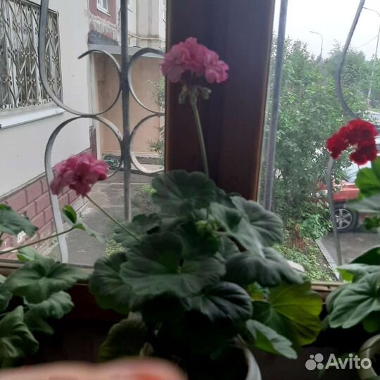 Герань пеларгония