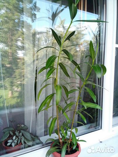 Олеандр розовый, махровый, большой, цветущий