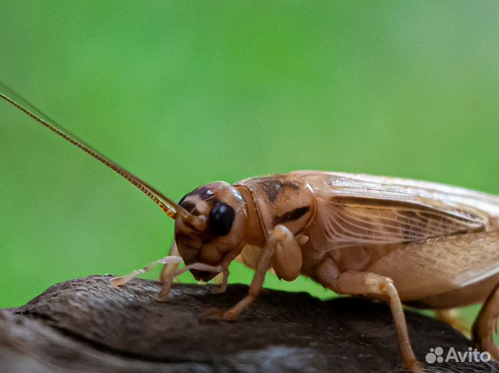 Сверчки домовые живые, корм для стрижей