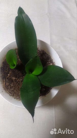 Футура блэк робуста