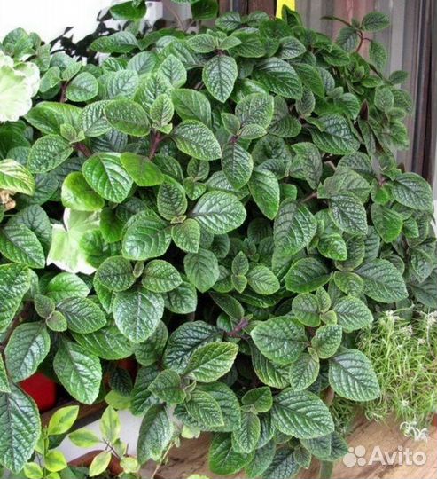 Плектрантус белый шоколадный серебристый