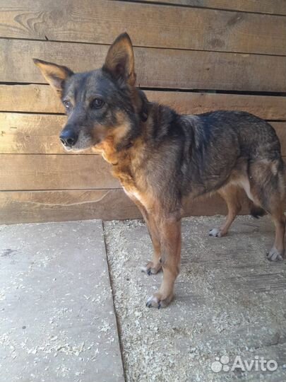 Собака в добрые руки, Рада