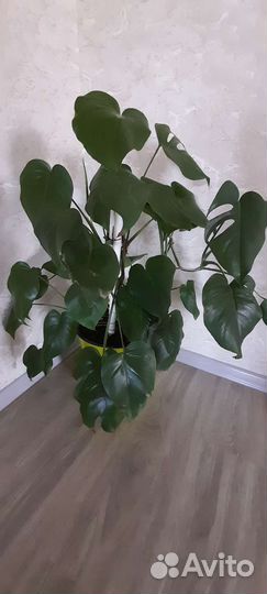 Комнатные цветы монстера