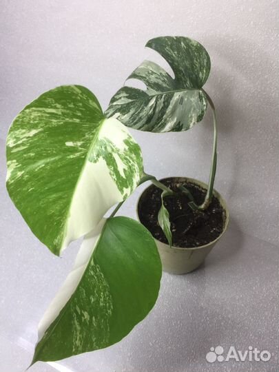 Монстера вариегатная 